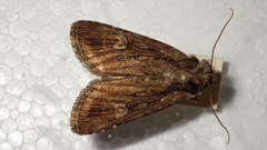 Dichagyris signifera