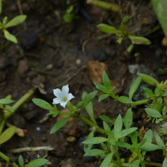 Dentella repens