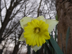 Narcissus