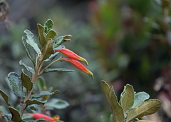 Siphocampylus columnae