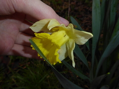 Narcissus