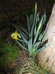 Narcissus