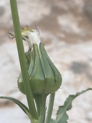 Urospermum picroides