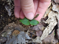 Neottia bifolia
