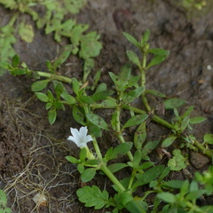 Dentella repens