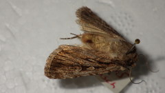 Dichagyris signifera
