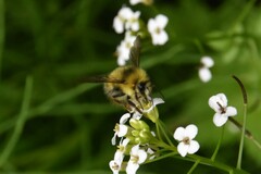 Bombus mixtus