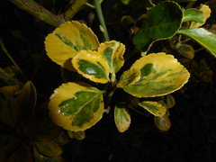 Euonymus