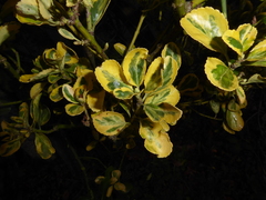Euonymus