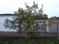 Euonymus