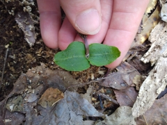 Neottia bifolia