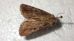 Dichagyris signifera