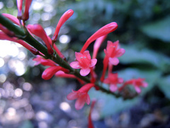 Odontonema