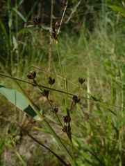 Juncus alpinoarticulatus