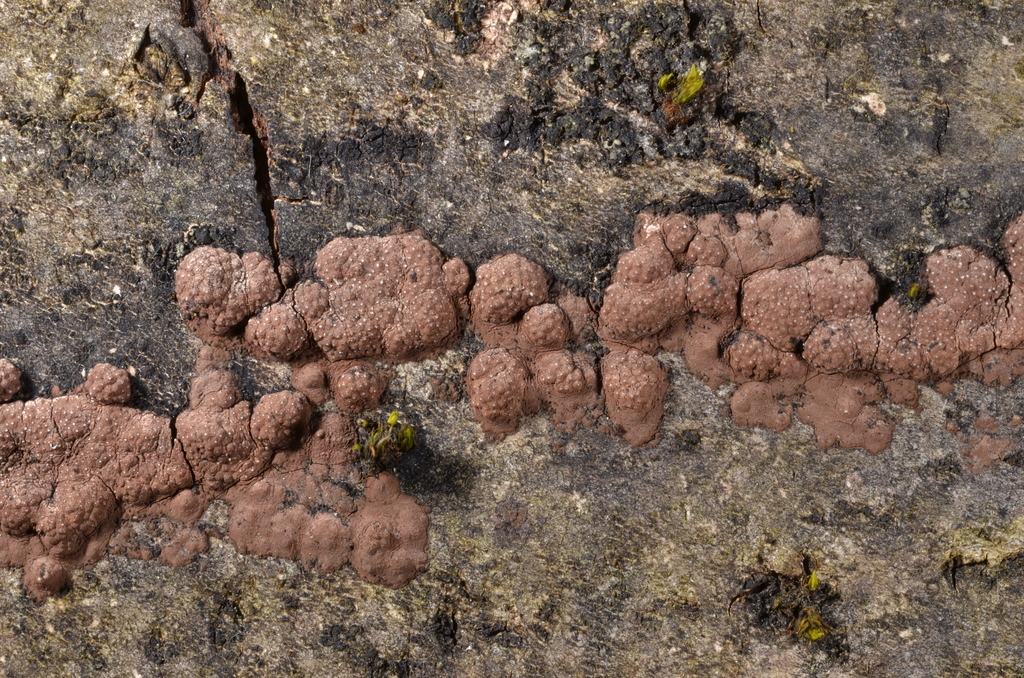 Hypoxylon perforatum