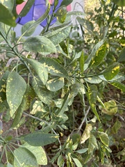 Nicotiana glauca