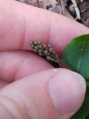 Neottia bifolia