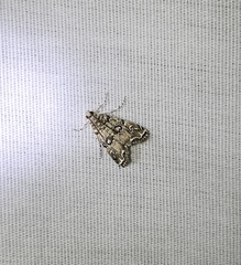 Elophila gyralis