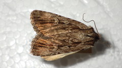 Dichagyris signifera