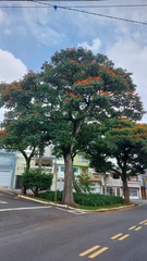 Spathodea campanulata