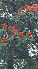 Spathodea campanulata