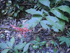 Odontonema