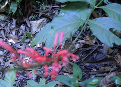 Odontonema