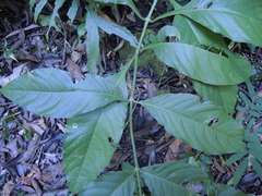 Odontonema
