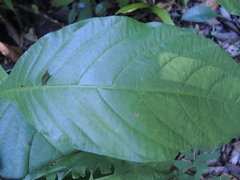 Odontonema