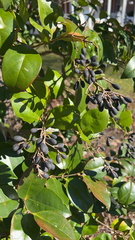 Ligustrum japonicum