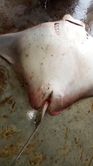 Rhinoptera