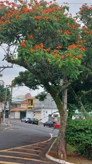 Spathodea campanulata