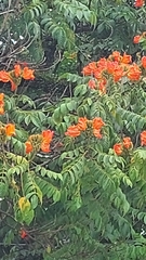 Spathodea campanulata