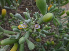 Tetraena fontanesii