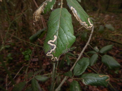 Stigmella aurella