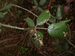 Stigmella aurella
