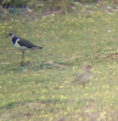 Charadrius morinellus