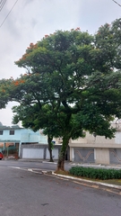 Spathodea campanulata