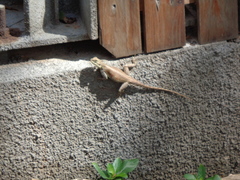 Agama