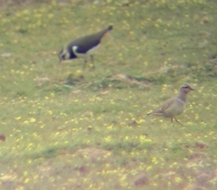 Charadrius morinellus