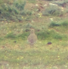 Charadrius morinellus