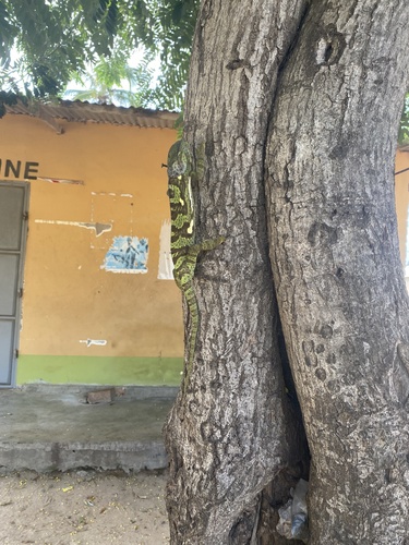 Flap-necked Chameleon