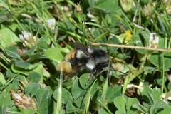 Bombus vancouverensis vancouverensis