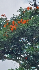 Spathodea campanulata