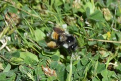 Bombus vancouverensis vancouverensis
