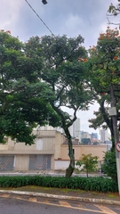 Spathodea campanulata