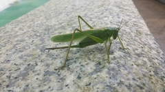 Tettigonia dolichoptera