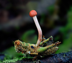 Paraisaria amazonica