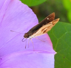 Vettius fantasos