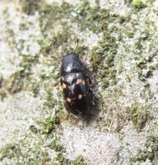 Glischrochilus quadriguttatus